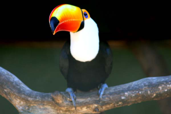 Riverside Bird Park