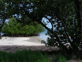 Beachwood mangroves